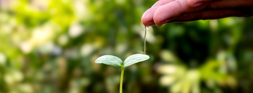 Sustainable sourcing of essential oils