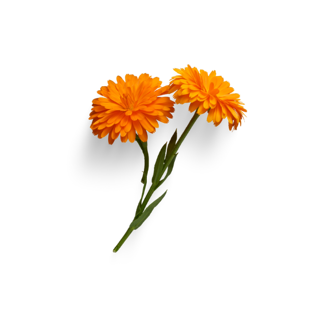 Image for legal notice section